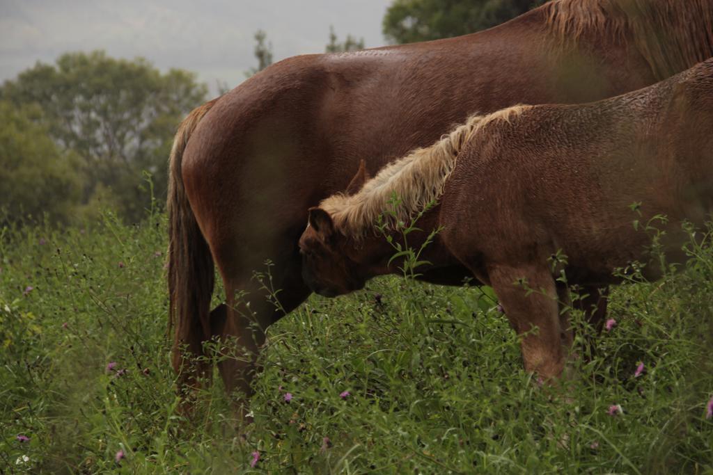 Trisqueles Y Buganvillas Villaviciosa  Luaran gambar